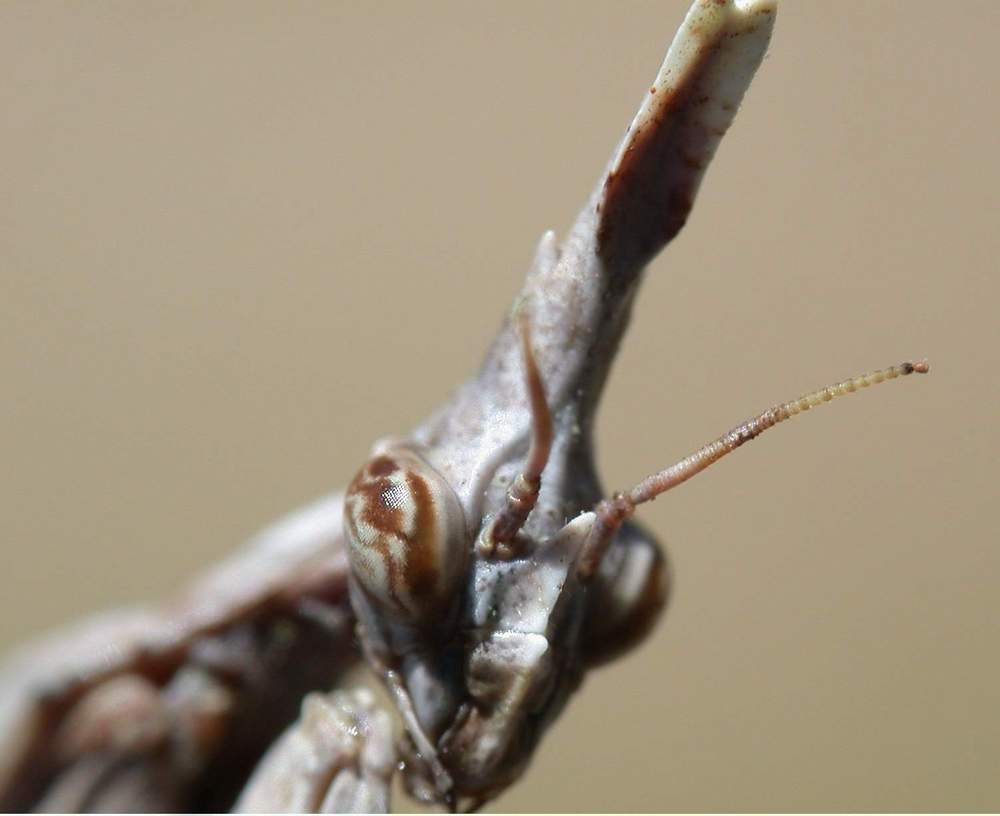 Empusa pennata